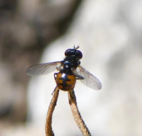 Gymnosoma nitens